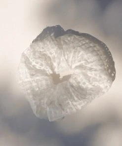 PIPE AND ROW SHEER CHECK WHITE SCRUNCHIE